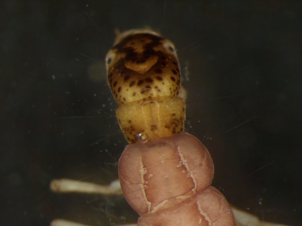 Polycentropus flavomaculatus